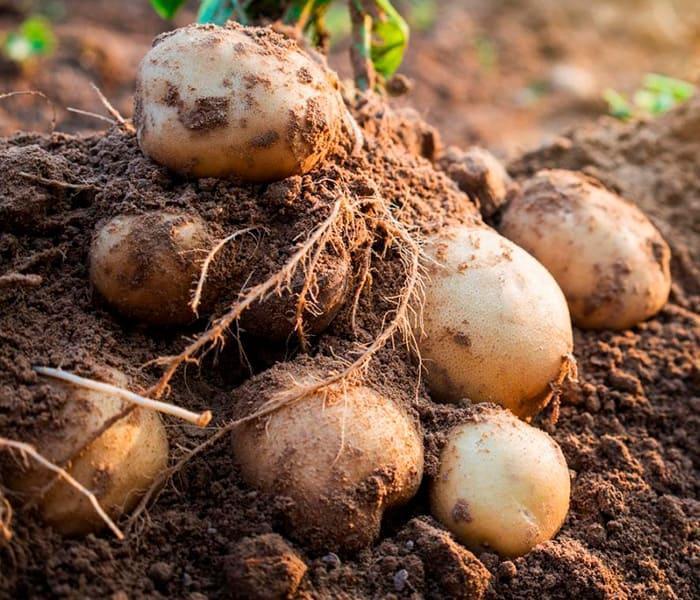 Морози пошкодили картоплю! Що робити? 1